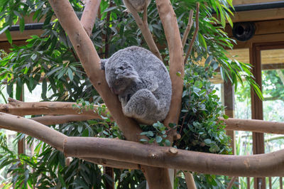 View of an animal sleeping on tree