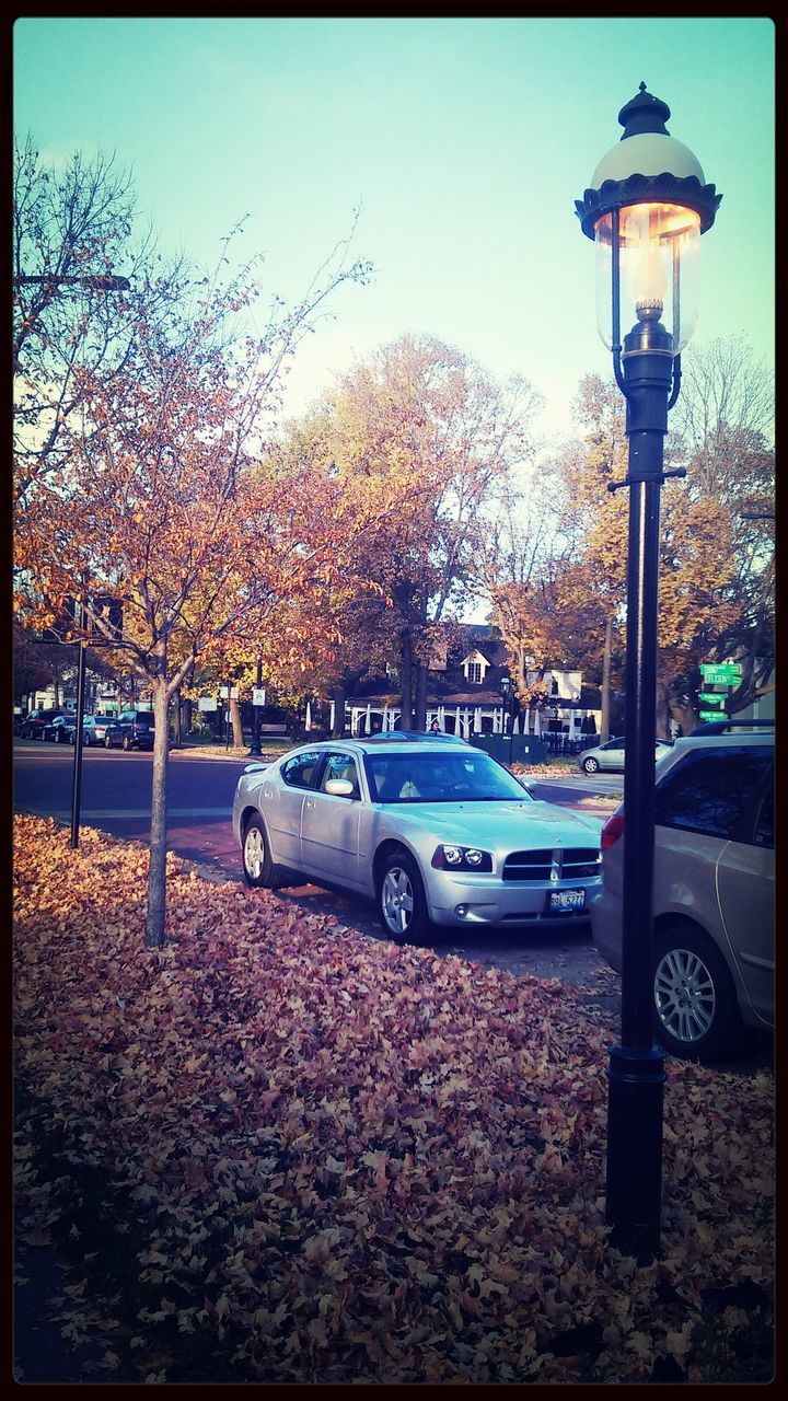 tree, street light, transfer print, auto post production filter, car, transportation, land vehicle, lighting equipment, mode of transport, street, building exterior, sky, clear sky, built structure, outdoors, season, illuminated, incidental people, day, city