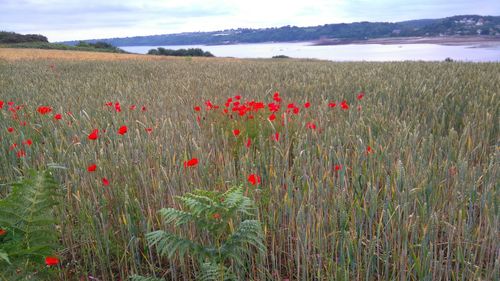 Red poppy flowers in field