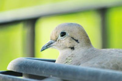 Close-up of a bird