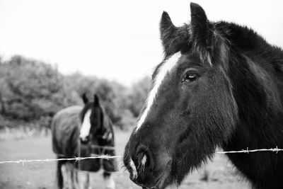 Close-up of horse against sky