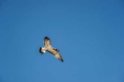 Buzzard in flight