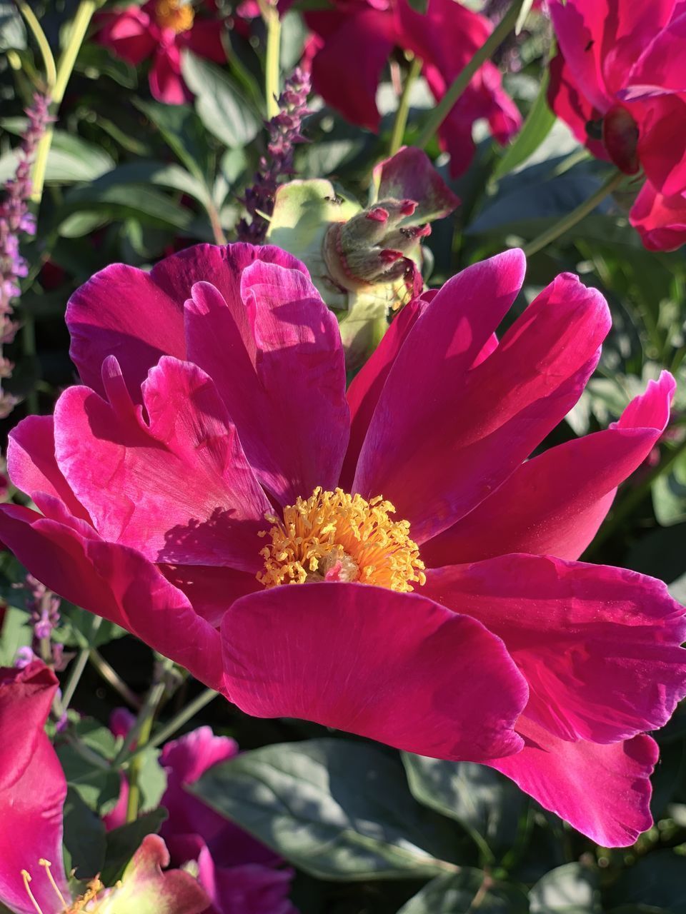 CLOSE-UP OF PINK FLOWER