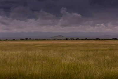 Scenic view of field against sky