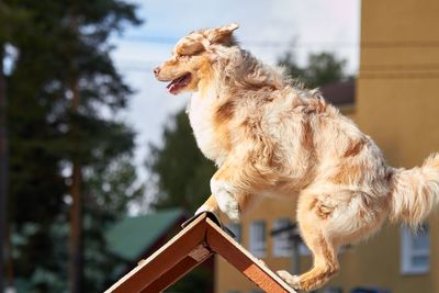 Side view of dog standing against the wall