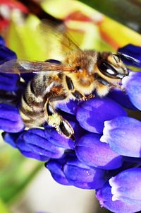 Honey bee pollinating on purple flower