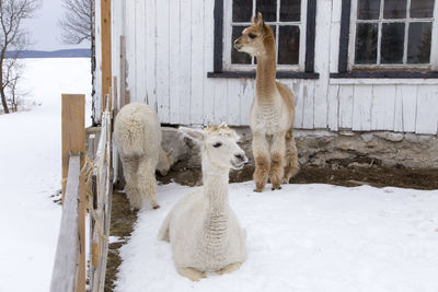 Alpacas against barn on snow covered field