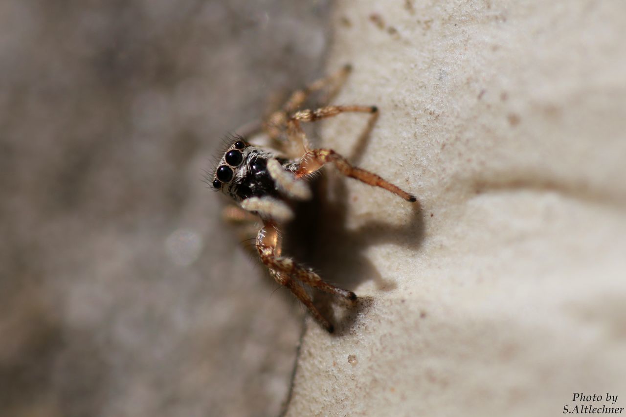 insect, animal themes, animals in the wild, close-up, one animal, animal wildlife, no people, nature, ant, spider, day, outdoors, jumping spider