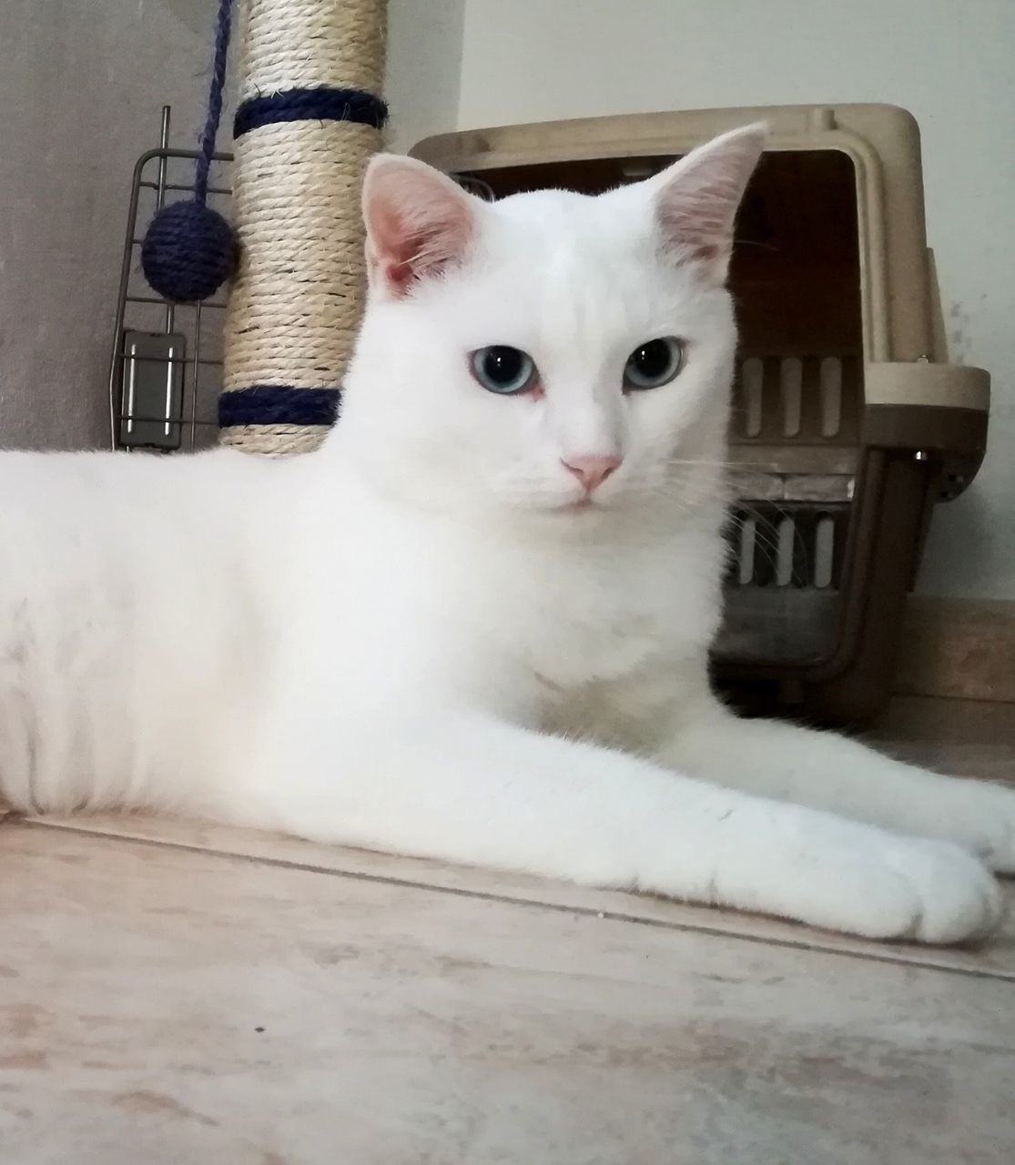 PORTRAIT OF WHITE CAT SITTING ON FLOOR