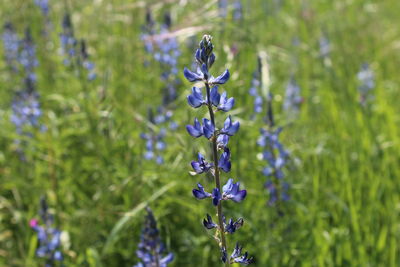 Close-up of lavender on purple flowering plant