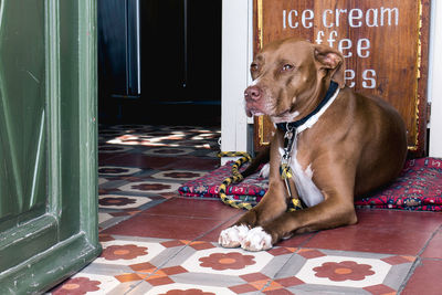 Dog in pen