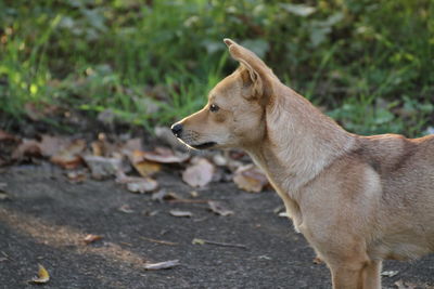 View of a dog looking away