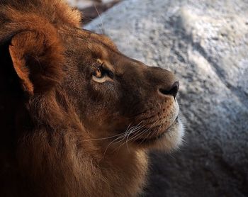 Close-up of an animal