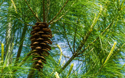 Low angle view of coconut palm tree