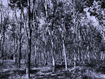 Trees in forest during winter