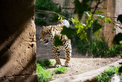 Cat in a zoo