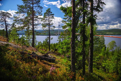 Trees in forest against sky