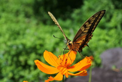 Close-up of butterfly pollinating on flower