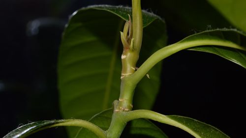 Close-up of insect on plant