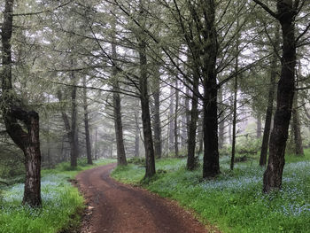 Road amidst trees in forest