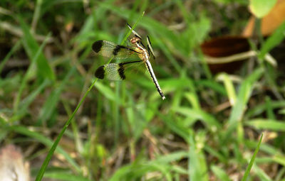 Close-up of butterfly on leaf