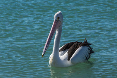 Pelican swimming in lake