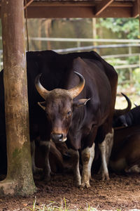 Portrait of cow