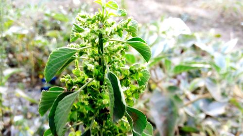 Close-up of fresh green plant