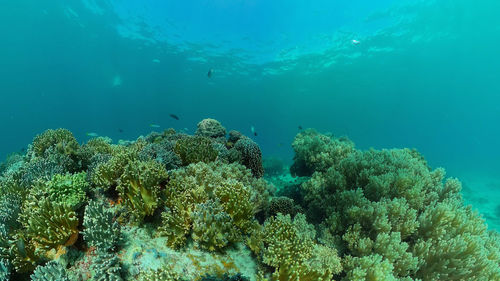 undersea