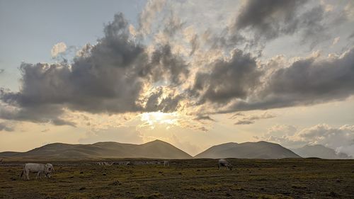 Panoramic view of horse on field against sky