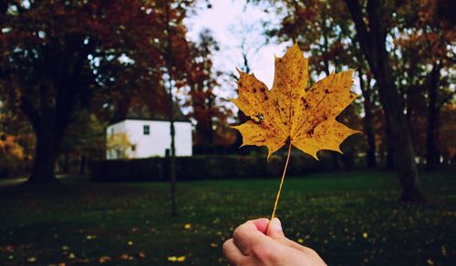 Person holding maple leaves during autumn