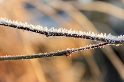 Close-up of frozen plant