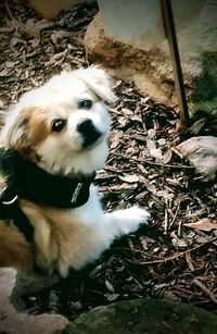 High angle view of dog looking away