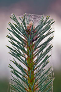 Close-up of spider web on plant