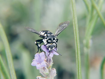 Close-up of insect on plant