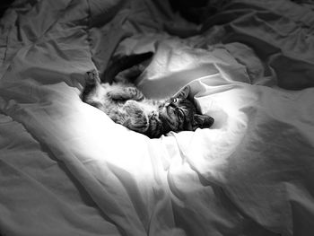 High angle view of cat sleeping on bed