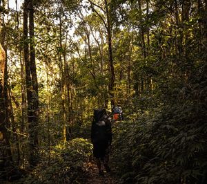 Dog standing on ground in forest