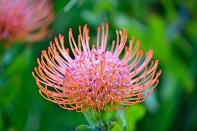 Close-up of flowers