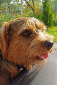 Close-up of a dog looking away