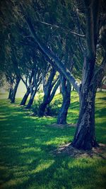 Low section of tree on golf course against sky