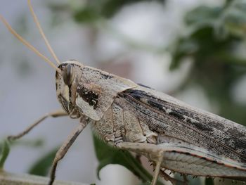 Close-up of insect on plant