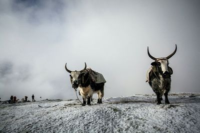 Cows standing against sky