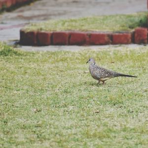 Spotted dove in the lawns