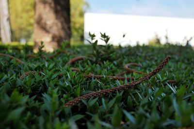 Close-up of grass against sky