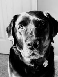 Close-up portrait of dog at home