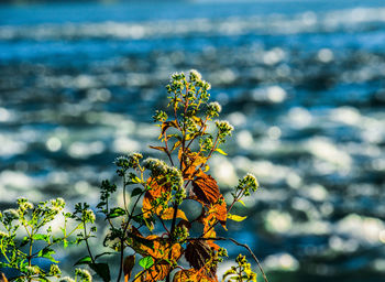 Close-up of flowering plant against sea