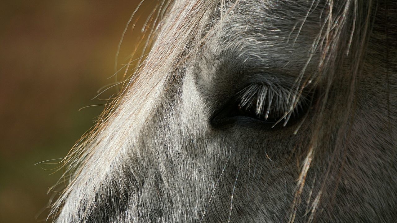 CLOSE-UP OF EYE