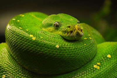 Close-up of green snake