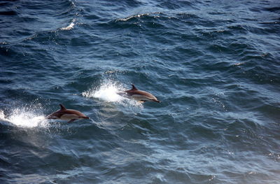 View of dolphins swimming in sea