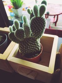 Close-up of potted plant at home